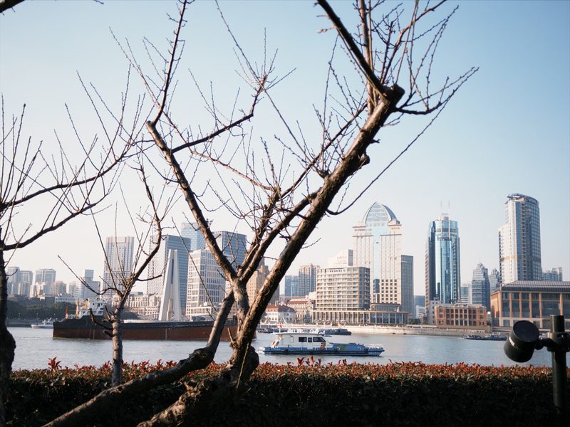 River Through Branches