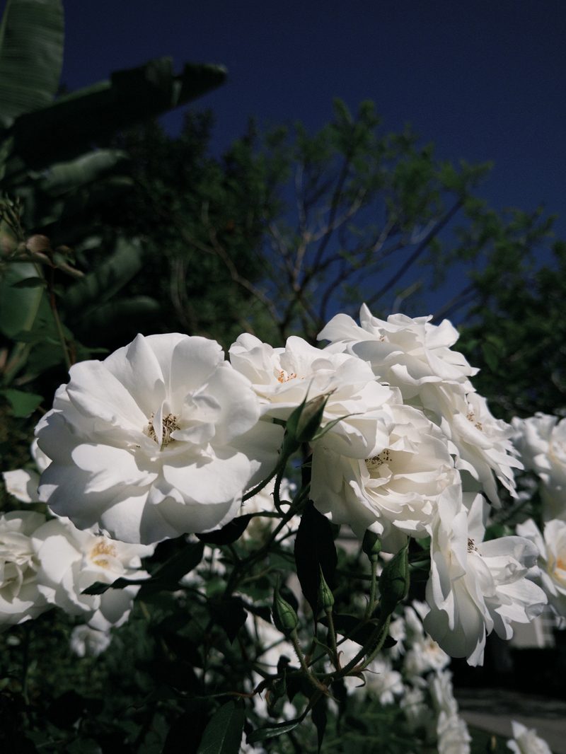 White Floribunda