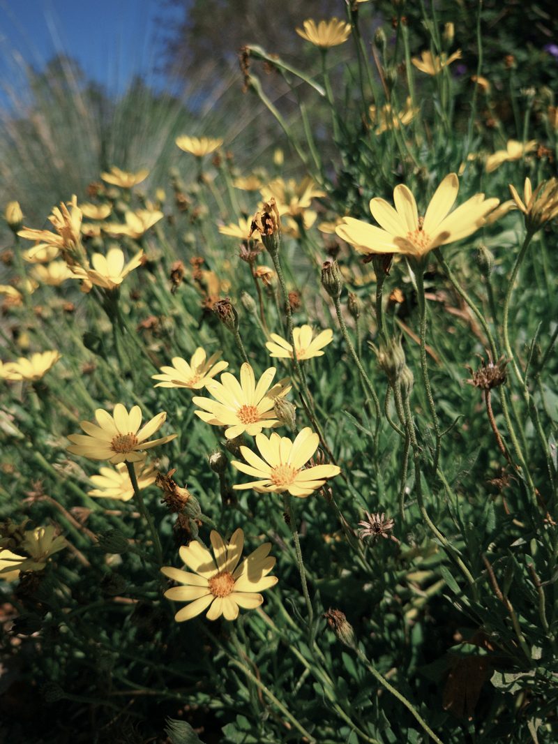 Field of Daisies