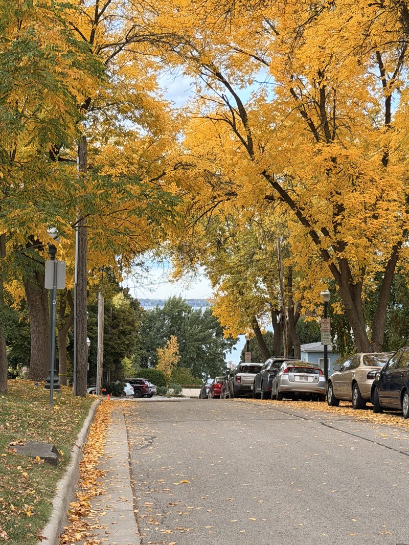 Golden Canopy Street