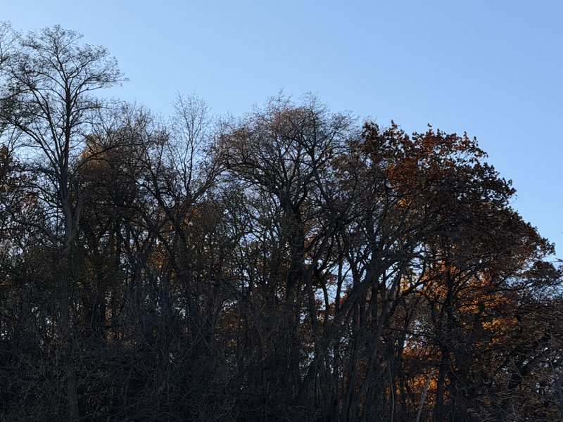 Autumn Canopy Fading