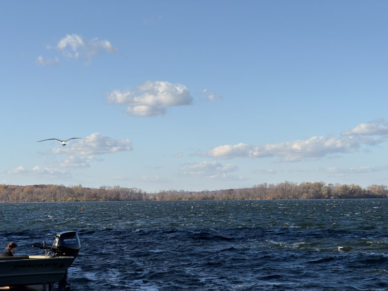 Gull Over Mendota
