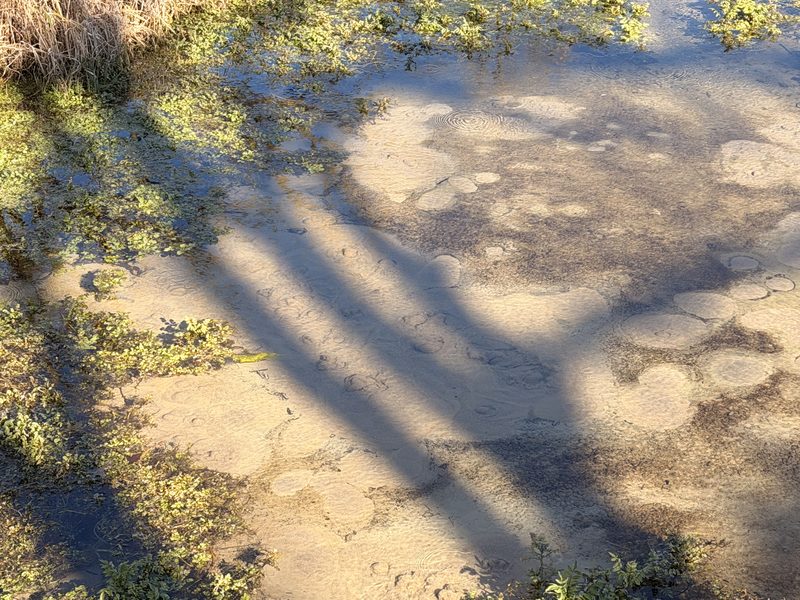 Pond Ripples and Shadows