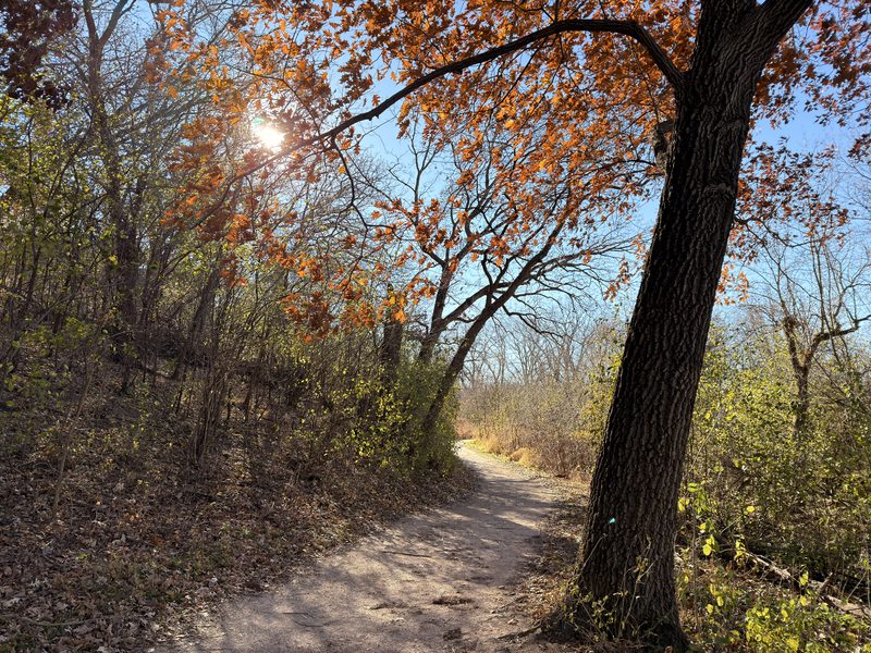Sunlit Oak Trail