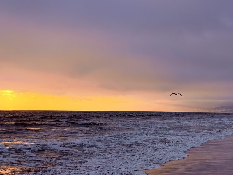 Gull Over Waves